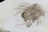 Rare, Spiny Ceratonurus Trilobite - Oklahoma #94671-4